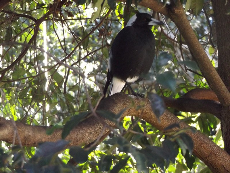 photos | BIRDS in BACKYARDS